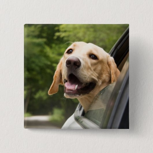 Golden Labrador in Rearview Mirror Vierkante Button 5,1 Cm (Voorkant)