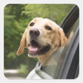 Golden Labrador in Rearview Mirror Vierkante Sticker (Voorkant)