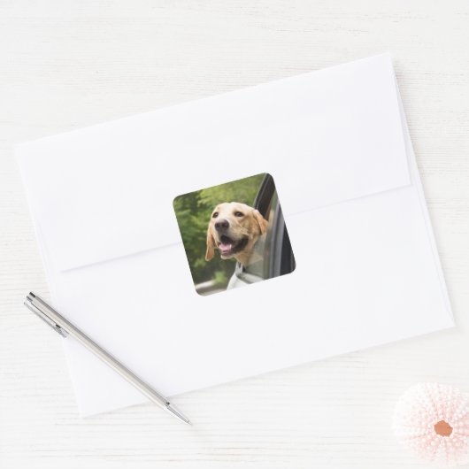 Golden Labrador in Rearview Mirror Vierkante Sticker (Envelop)