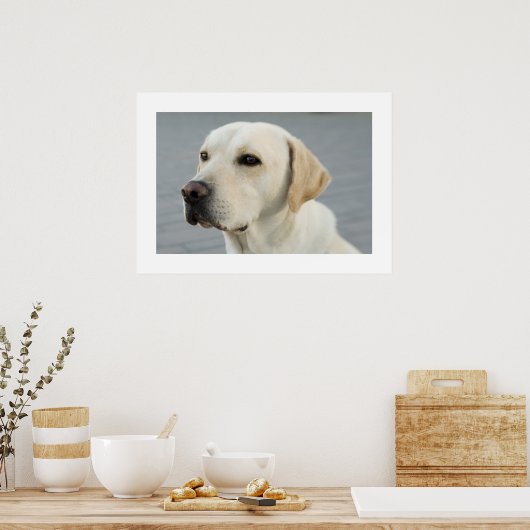 Golden Labrador Poster (Keuken)