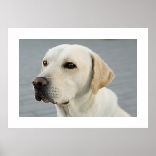 Golden Labrador Poster (Voorkant)