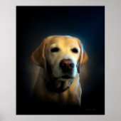 Golden Labrador Poster (Voorkant)