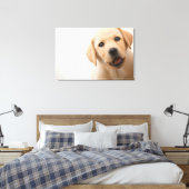 Golden Labrador Puppy Canvas Afdruk (Insitu (Slaapkamer))