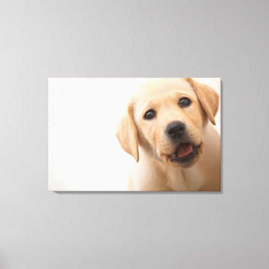 Golden Labrador Puppy Canvas Afdruk (Voorkant)