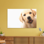 Golden Labrador Puppy Canvas Afdruk (Insitu (Woonkamer))
