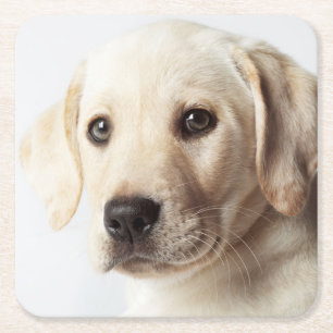 Golden Labrador Puppy Closeup Kartonnen Onderzetters