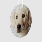 Golden Labrador Puppy Closeup Ornament (voorkant)