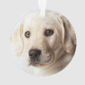 Golden Labrador Puppy Closeup Ornament (achterkant)