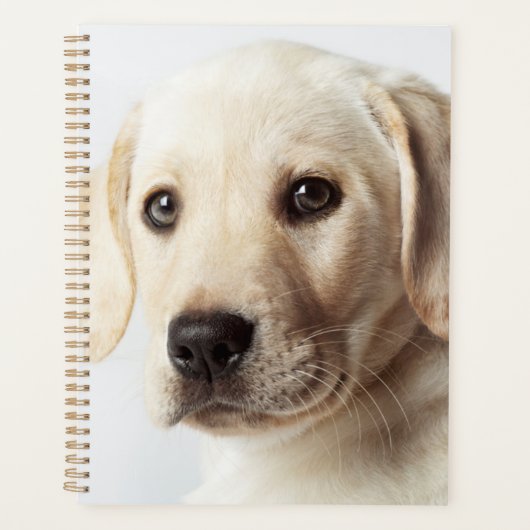 Golden Labrador Puppy Closeup Planner (Voorkant)