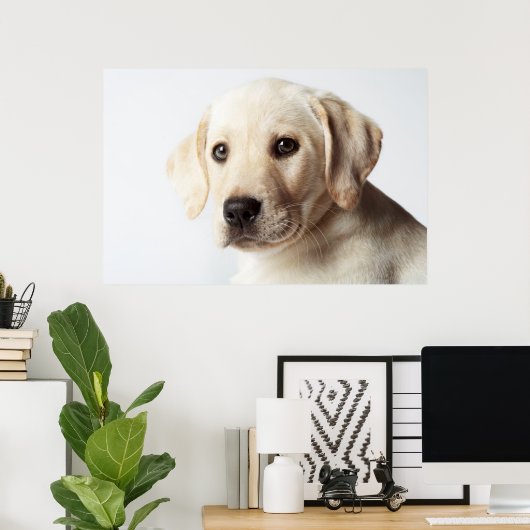 Golden Labrador Puppy Closeup Poster (Thuiskantoor)