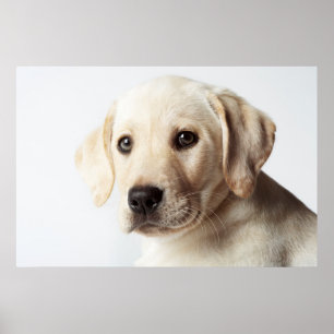 Golden Labrador Puppy Closeup Poster