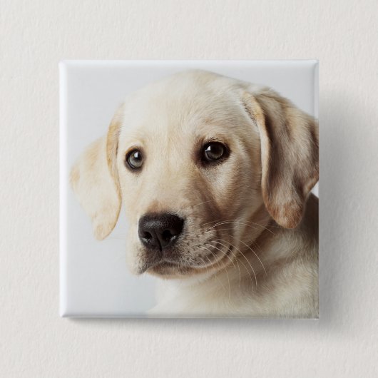 Golden Labrador Puppy Closeup Vierkante Button 5,1 Cm (Voorkant)
