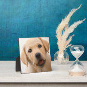 Golden Labrador Puppy Fotoplaat (Insitu)