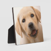 Golden Labrador Puppy Fotoplaat (Voorkant)