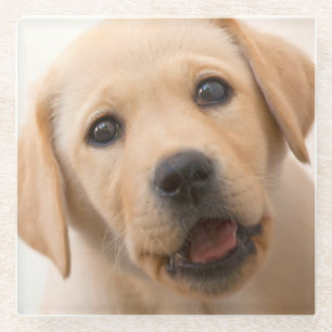 Golden Labrador Puppy Glazen Onderzetter