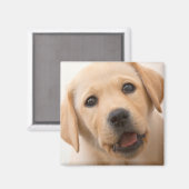 Golden Labrador Puppy Magneet (Voorkant / Achterkant)