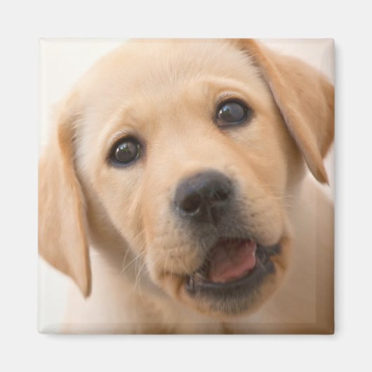 Golden Labrador Puppy Magneet (Voorkant)
