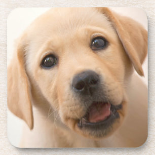 Golden Labrador Puppy Onderzetter