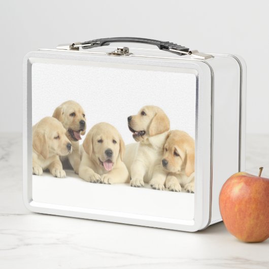 Golden Labrador Puppy Pile (In situ)
