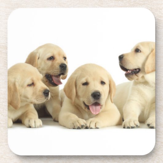Golden Labrador Puppy Pile Bier Onderzetter (Voorkant)