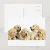 Golden Labrador Puppy Pile Briefkaart (Voorkant / Achterkant)
