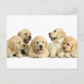 Golden Labrador Puppy Pile Briefkaart (Voorkant)