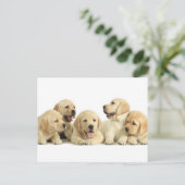 Golden Labrador Puppy Pile Briefkaart (Staand voorkant)