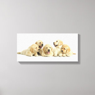 Golden Labrador Puppy Pile Canvas Afdruk