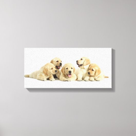 Golden Labrador Puppy Pile Canvas Afdruk (Voorkant)
