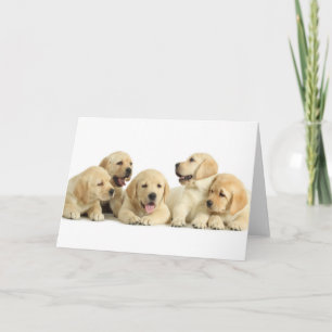 Golden Labrador Puppy Pile Kaart