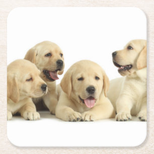 Golden Labrador Puppy Pile Kartonnen Onderzetters