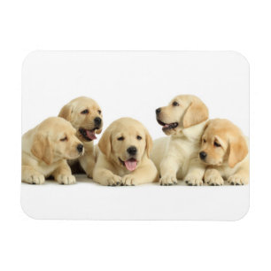 Golden Labrador Puppy Pile Magneet