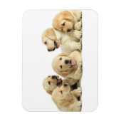 Golden Labrador Puppy Pile Magneet (Verticaal)