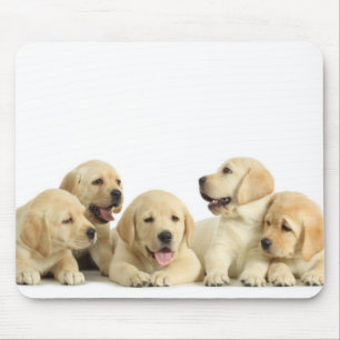 Golden Labrador Puppy Pile Muismat