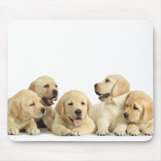 Golden Labrador Puppy Pile Muismat (Voorkant)