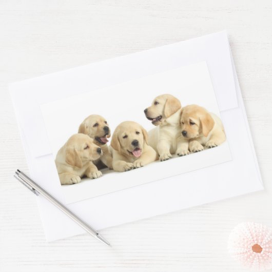 Golden Labrador Puppy Pile Rechthoekige Sticker (Envelop)