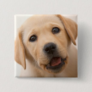 Golden Labrador Puppy Vierkante Button 5,1 Cm