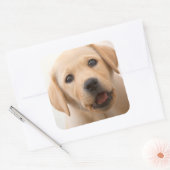Golden Labrador Puppy Vierkante Sticker (Envelop)