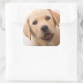 Golden Labrador Puppy Vierkante Sticker (Tas)