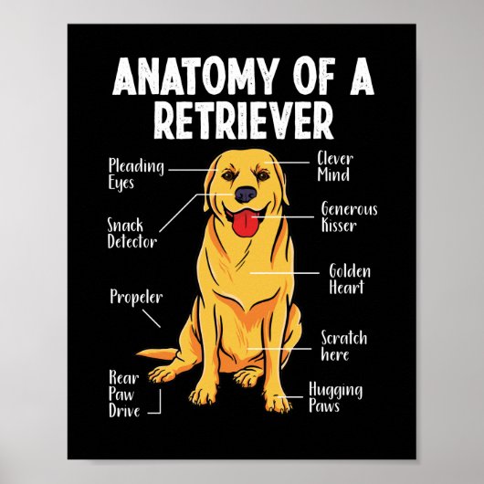 Golden Labrador Retriever-anatomie van een rederij Poster (Voorkant)
