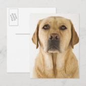 Golden Labrador Retriever (Canis familiaris). Briefkaart (Voorkant / Achterkant)