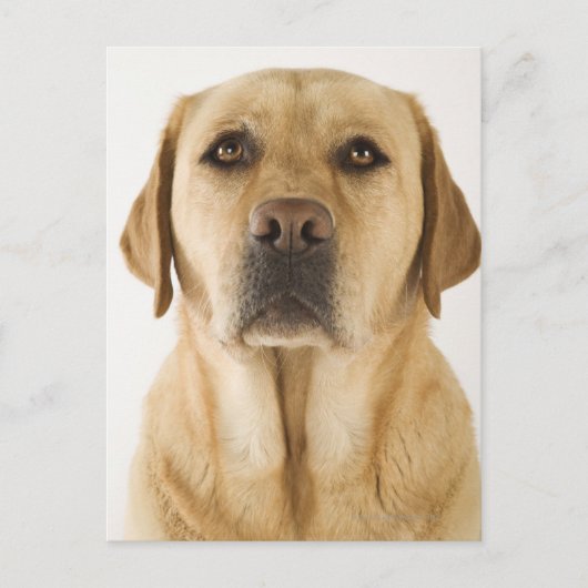 Golden Labrador Retriever (Canis familiaris). Briefkaart (Voorkant)