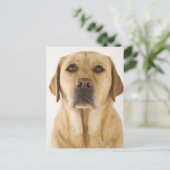 Golden Labrador Retriever (Canis familiaris). Briefkaart (Staand voorkant)