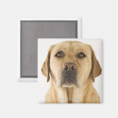 Golden Labrador Retriever (Canis familiaris). Magneet (Voorkant / Achterkant)