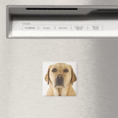 Golden Labrador Retriever (Canis familiaris). Magneet (Insitu (Vaatwasser))