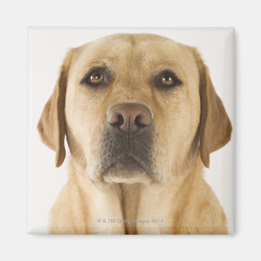Golden Labrador Retriever (Canis familiaris). Magneet (Voorkant)