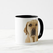 Golden Labrador Retriever (Canis familiaris). Mok (Voorkant rechts)
