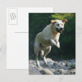 Golden Labrador Retriever die in de rivier springt Briefkaart (Voorkant / Achterkant)