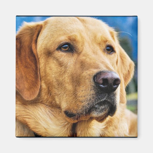 Golden Labrador Retriever Magneet (Voorkant)