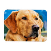 Golden Labrador Retriever Magneet (Horizontaal)